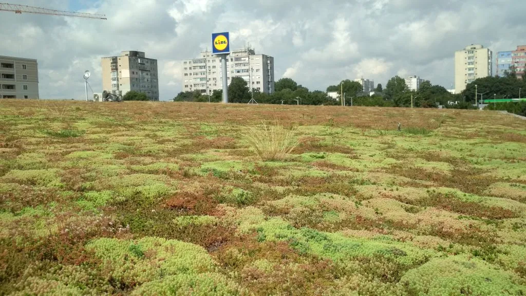 Ce tipuri a clădiri pot găzdui un paradis verde de pe acoperiș?