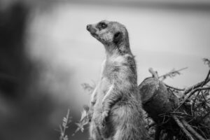 Photo wildlife observation