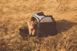 Photo travel with pet