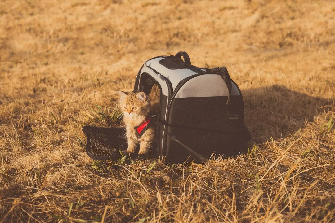 Photo travel with pet